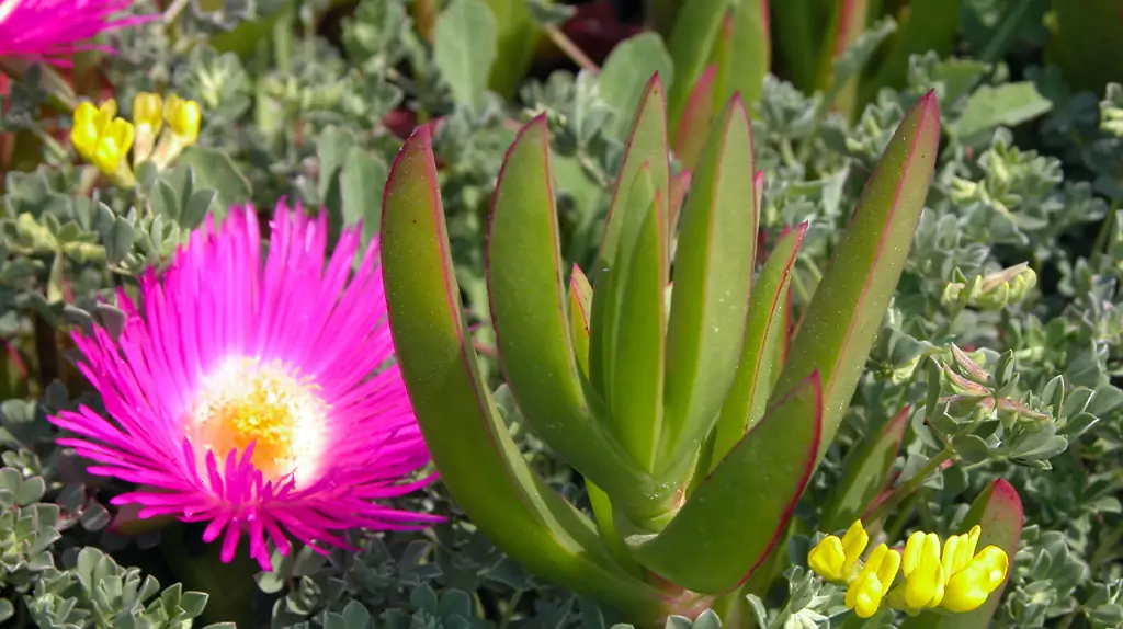 Beauté Naturelle de la Flore de Saint-Tropez