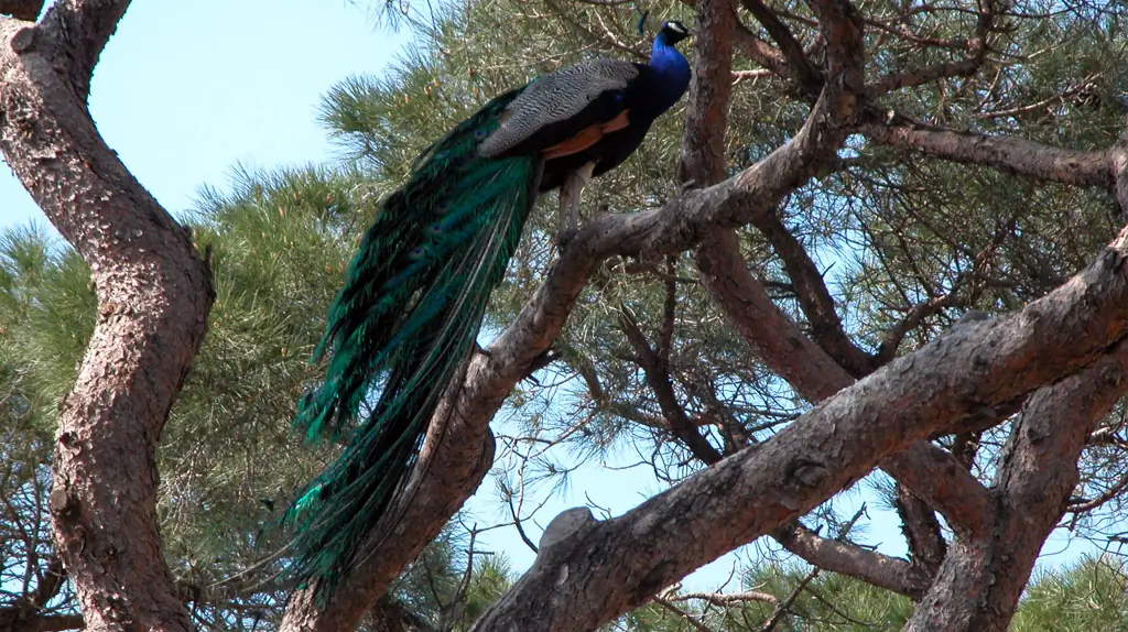 Faune emblématique de Saint-Tropez
