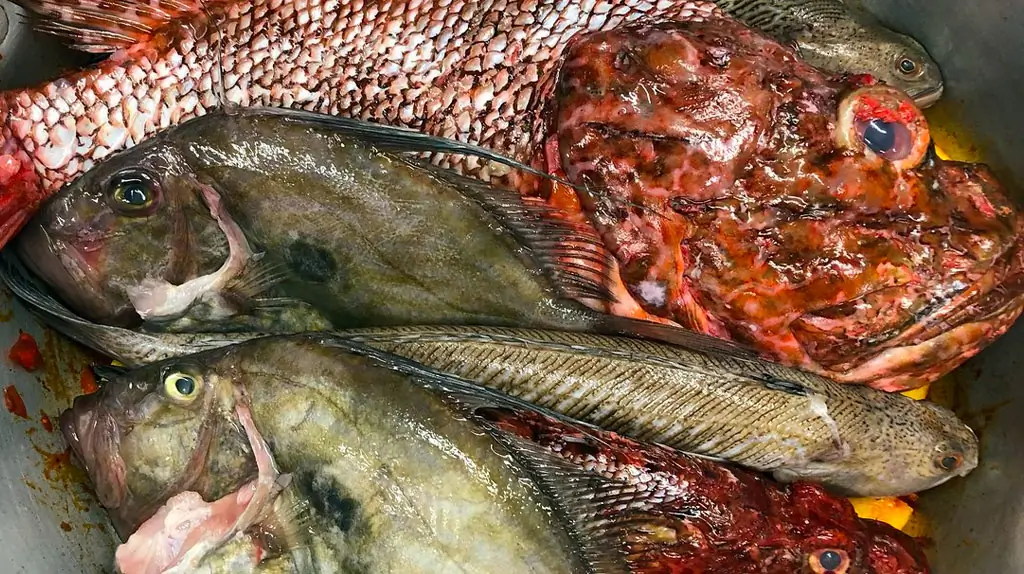 Tropézienne Bouillabaisse